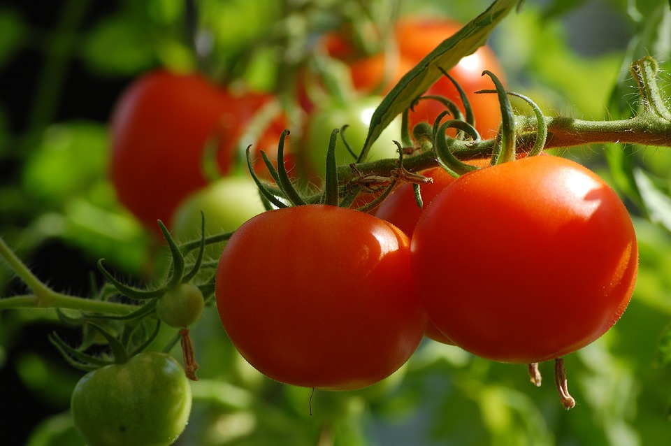 Tomato growing plant