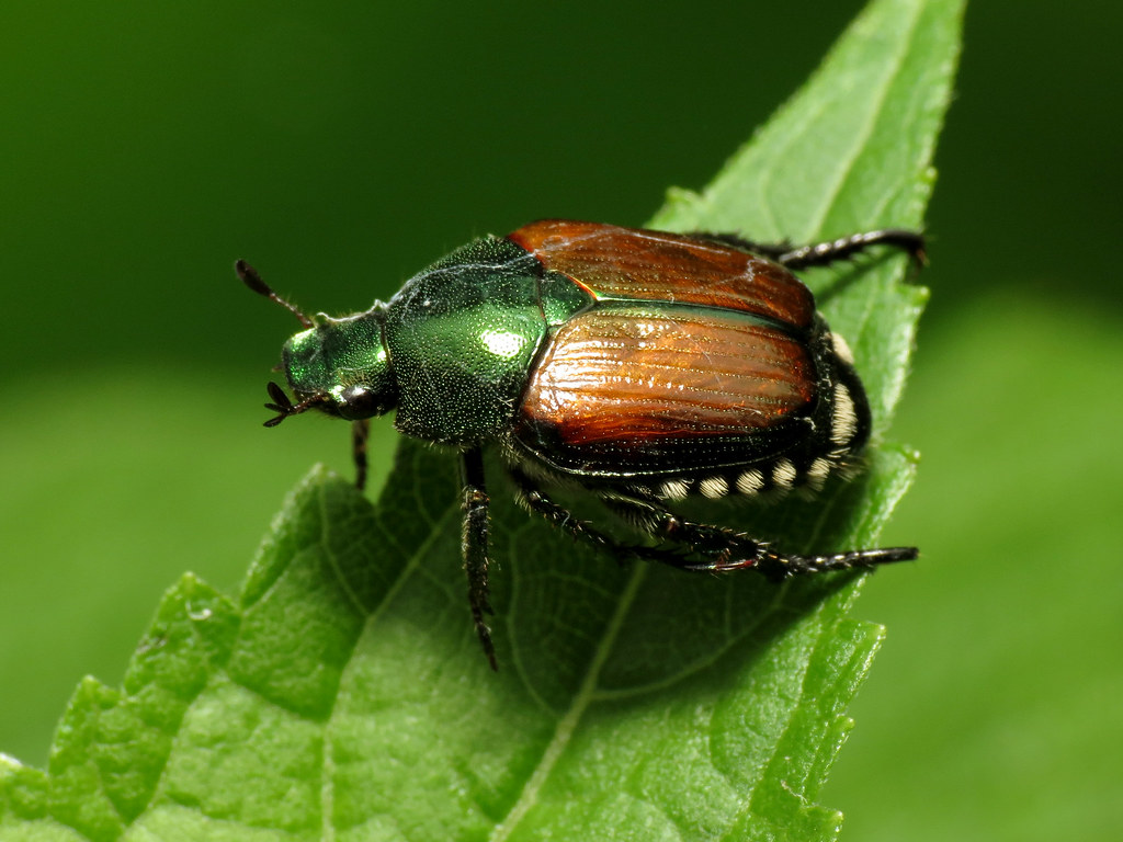 Close up of Japanese beetle