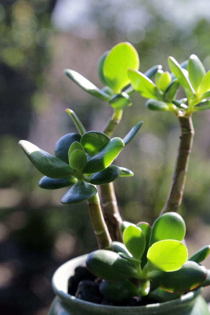 jade plant in sunlight