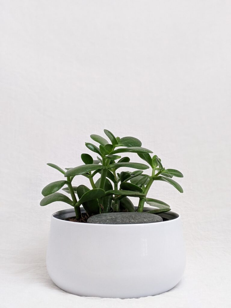 jade plant in ceramic pot
